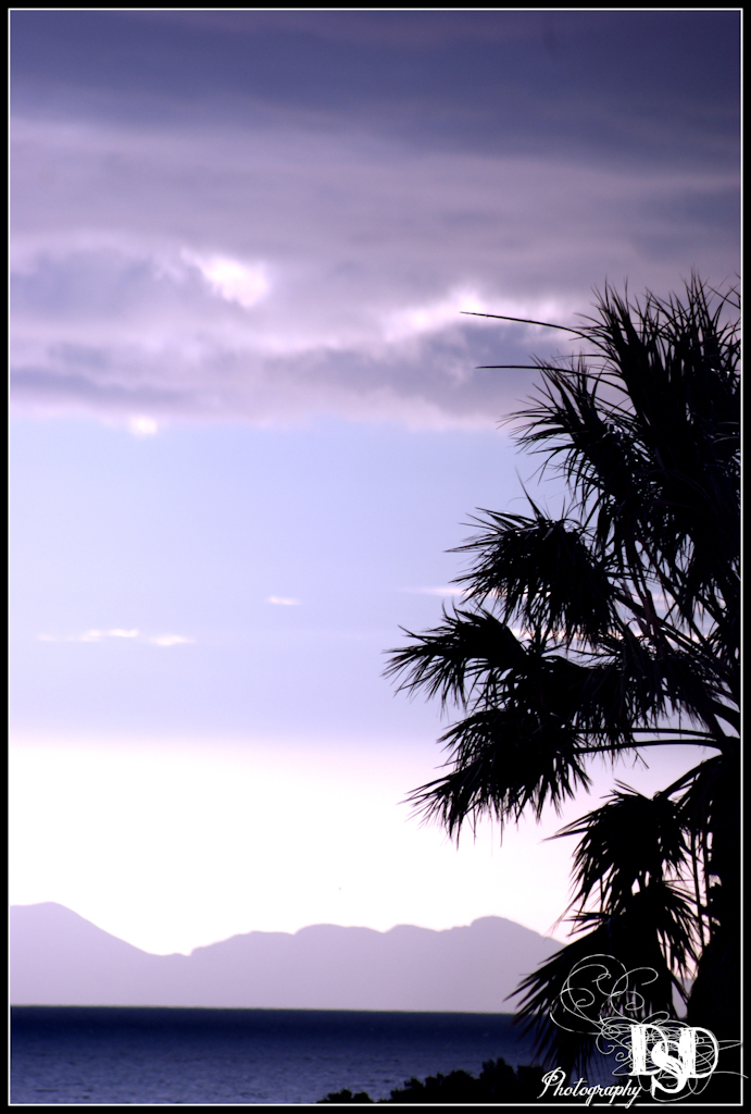 Palm_silhouette_at_Sunset-DSDphotography