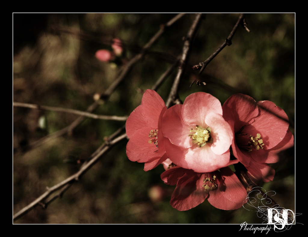 Autumn Bloom - Johannesburg - DSD Photography